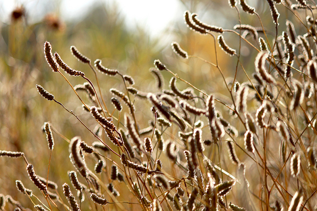 Grasses by cityofalbuquerque/Flickr