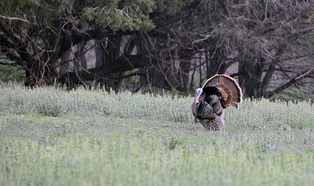 Rio Grande Turkey by buckvalleyranch/Flickr