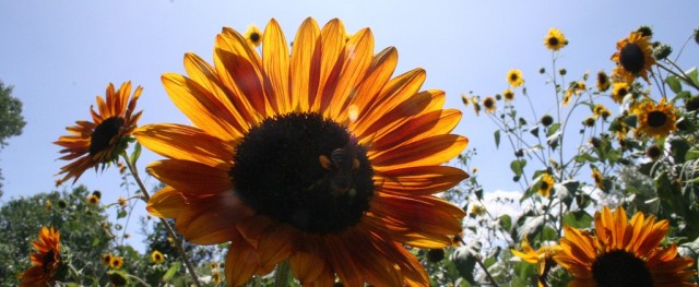 Sunflower by ABQ BioPark